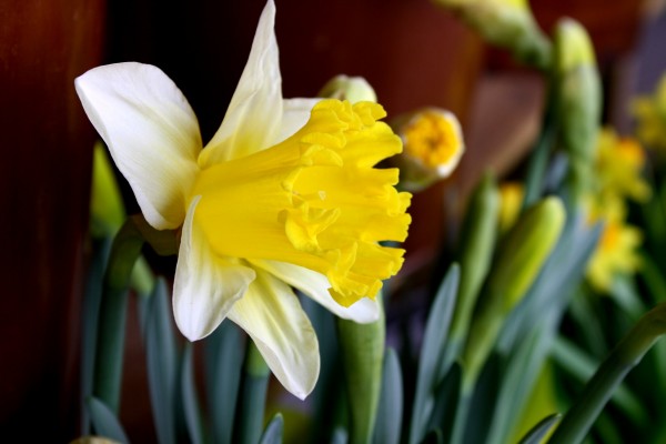 Yellow and White Daffodil Close Up - Free High Resolution Photo
