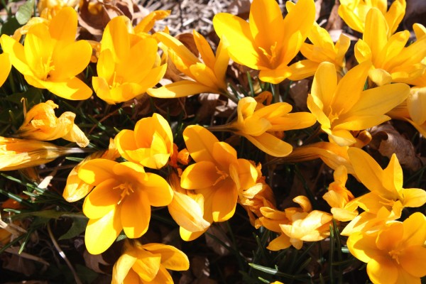 Yellow Crocus Flowers - Free High Resolution Photo