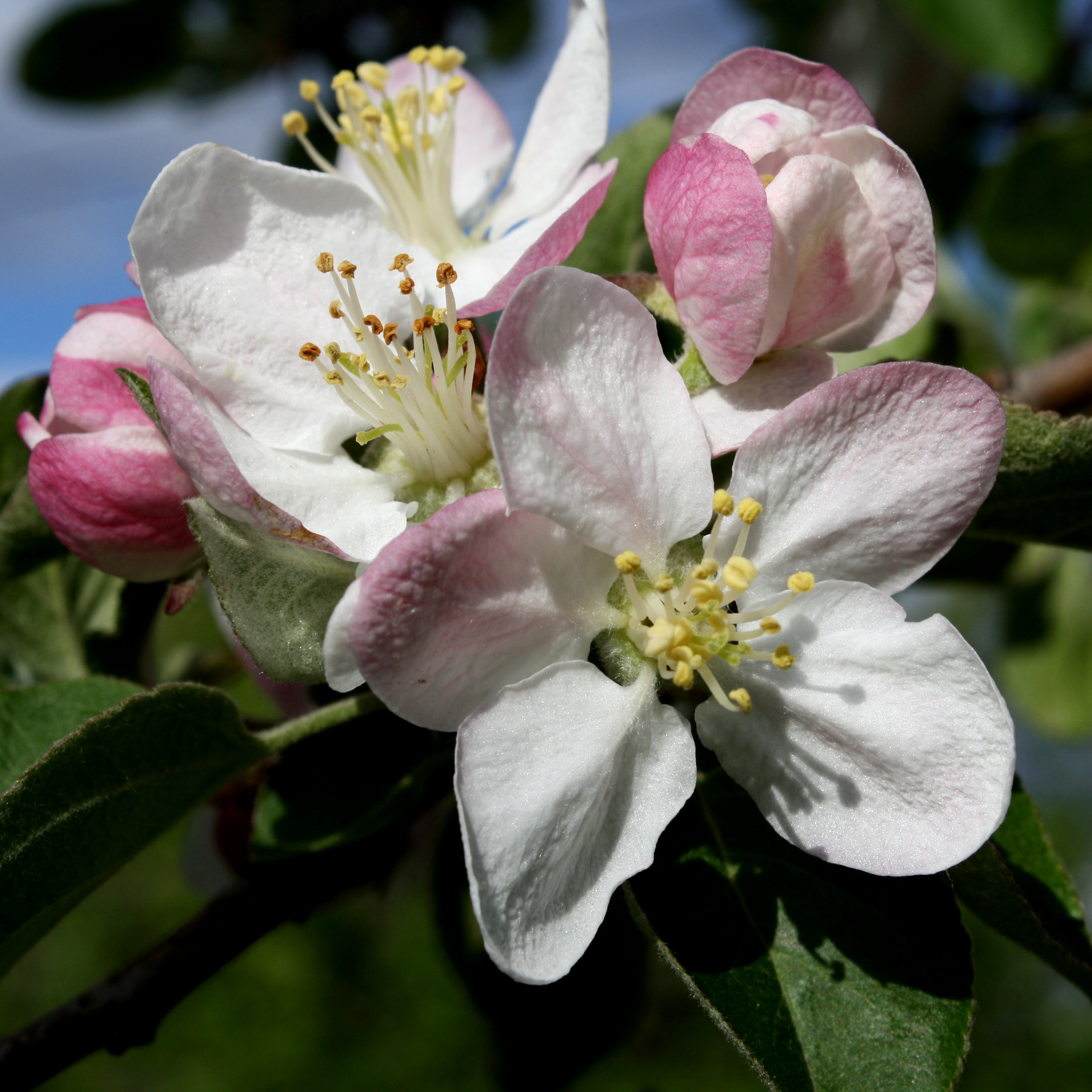 Apple Blossoms Close Up Picture Free Photograph Photos Public Domain