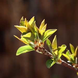 Budding Leaves Close Up - Free High Resolution Photo