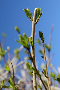 Budding Spring Leaves with Blue Sky - Free High Resolution Photo