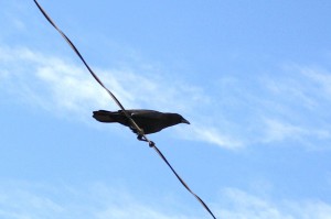 Crow on a Telephone Wire - Free Photo