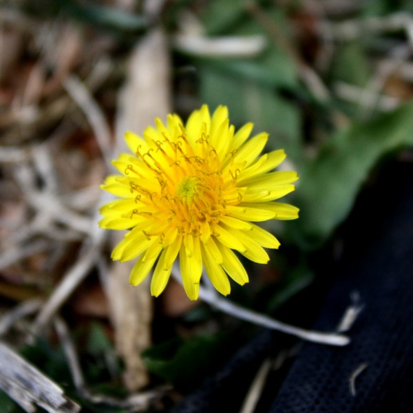 Dandelion Flower Close Up - Free High Resolution Photo