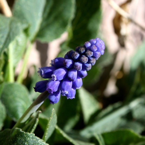 Grape Hyacinth or Muscari Flower Close Up - Free High Resolution Photo