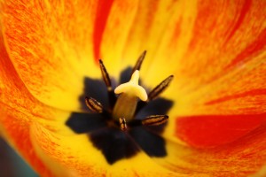 Inside of Orange Flame Rembrandt Tulip - Macro Close Up - Free High Resolution Photo