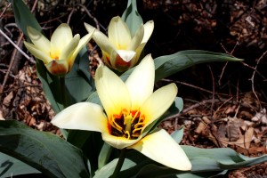 Kaufmanniana Tulips - Free High Resolution Photo