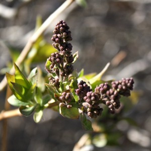 Lilac Flower Buds - Free High Resolution Photo