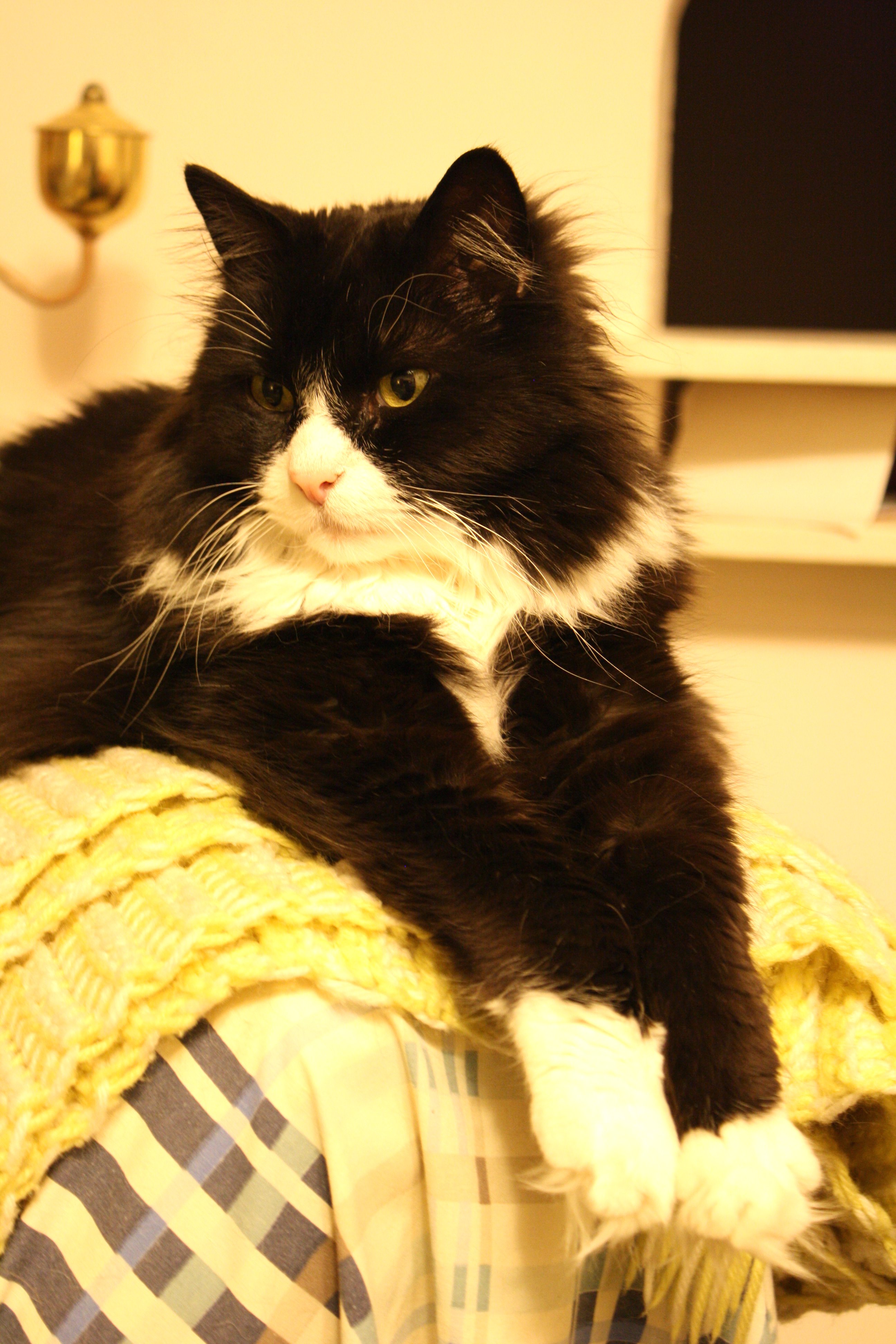 Long Haired Black and White Cat Picture | Free Photograph | Photos Public  Domain