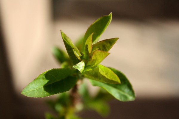 New Spring Leaves Close Up - Free High Resolution Photo