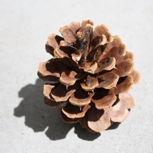 Pine Cone - Free High Resolution Photo