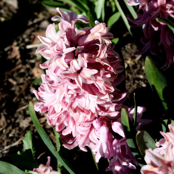Pink Hyacinth Flowers - Free High Resolution Photo