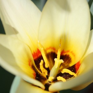 Pollen Inside Yellow Tulip Close Up - Free Photo
