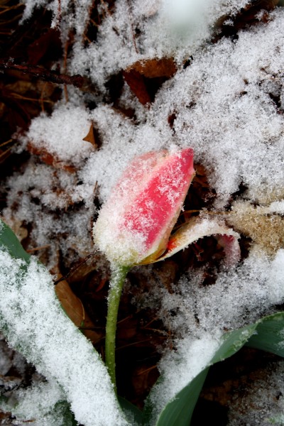 Snow Covered Tulip - Free High Resolution Photo