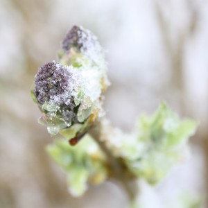 Snow on New Lilac Buds - Free Photo