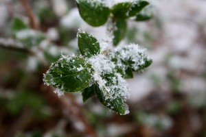 Snowflakes on Spring Leaves - Free High Resolution Photo