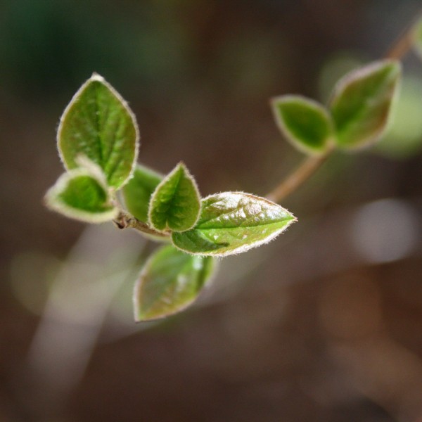 Spring Leaves Close Up - Free High Resolution Photo