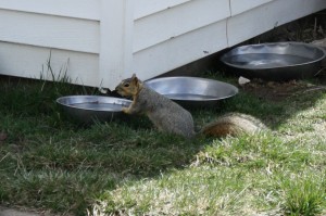 Squirrel Drinking from Dog's Water Dish - Free Photo