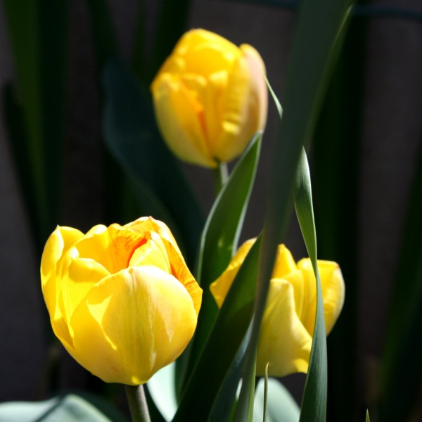 Three Yellow Tulips - Free High Resolution Photo