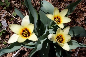 Three Yellow Water Lily Tulips - Free High Resolution Photo