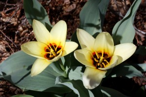 Two Kaufmanniana or Waterlily Tulips - Free High Resolution Photo