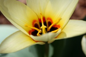 Yellow Water Lily Tulip Close Up - Free High Resolution Photo