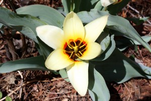 Yellow Waterlily Tulip with Open Petals - Free High Resolution Photo