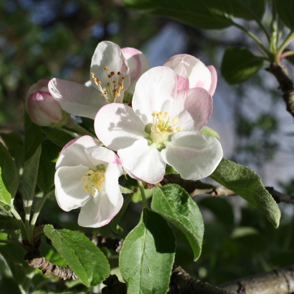 Malus Sugar Tyme Crabapple Blossoms - Free High Resolution Photo
