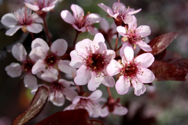 Pink Blossoms on Thundercloud Plum Tree - Free High Resolution Photo