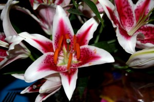 Red and White Decorative Lilies - Free High Resolution Photo