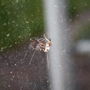 Bug on Window Pane - Free High Resolution Photo
