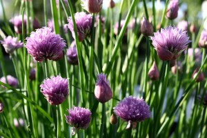 Chive Flowers - Free High Resolution Photo