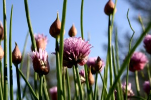 Flowering Chives - Free High Resolution Photo