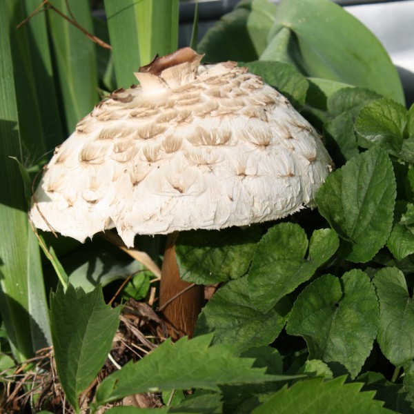 Huge Mushroom in the Garden - Free High Resolution Photo