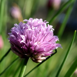 Purple Chive Blossom - Free High Resolution Photo