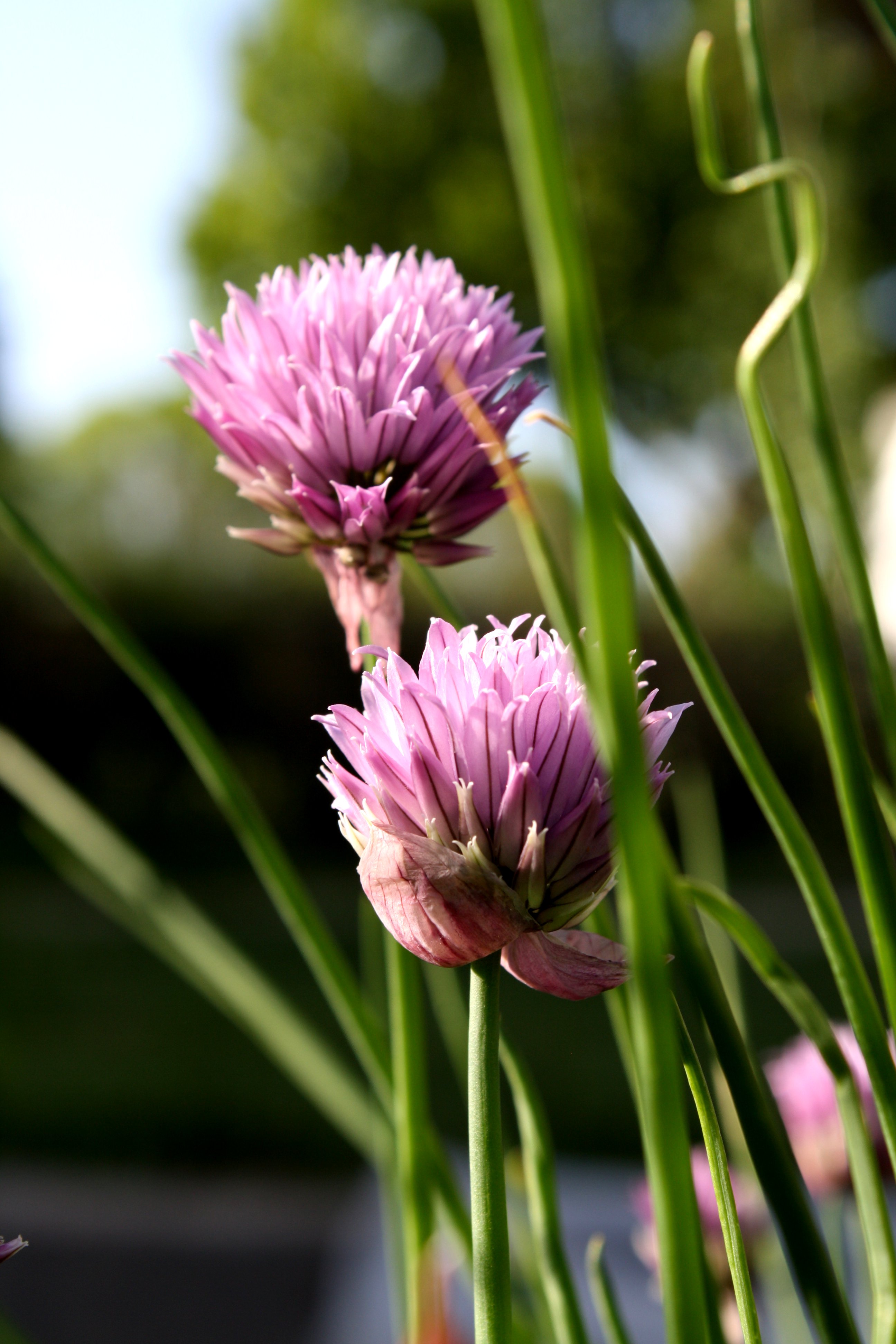 Two Purple Chive Flowers – Free High Resolution Photo – Photos Public ...