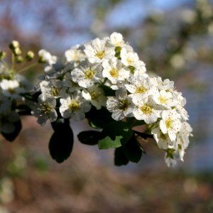 White Blossoms - Free High Resolution Photo