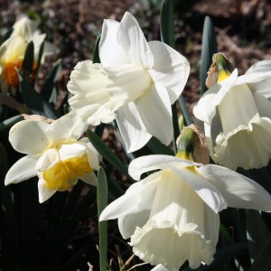 White Daffodils - Free High Resolution Photo