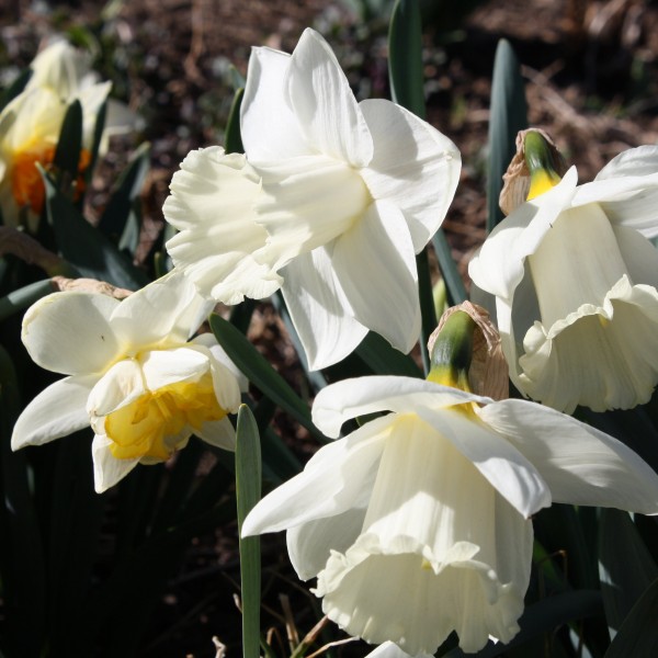 White Daffodils - Free High Resolution Photo