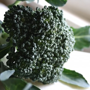 Broccoli Head - Free High Resolution Photo