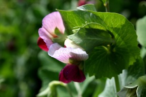 Flowering Snow Peas - Free High Resolution Photo