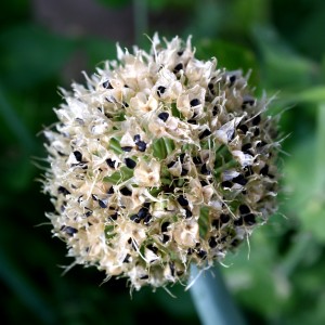 Onion Seed Pod - Free High Resolution Photo