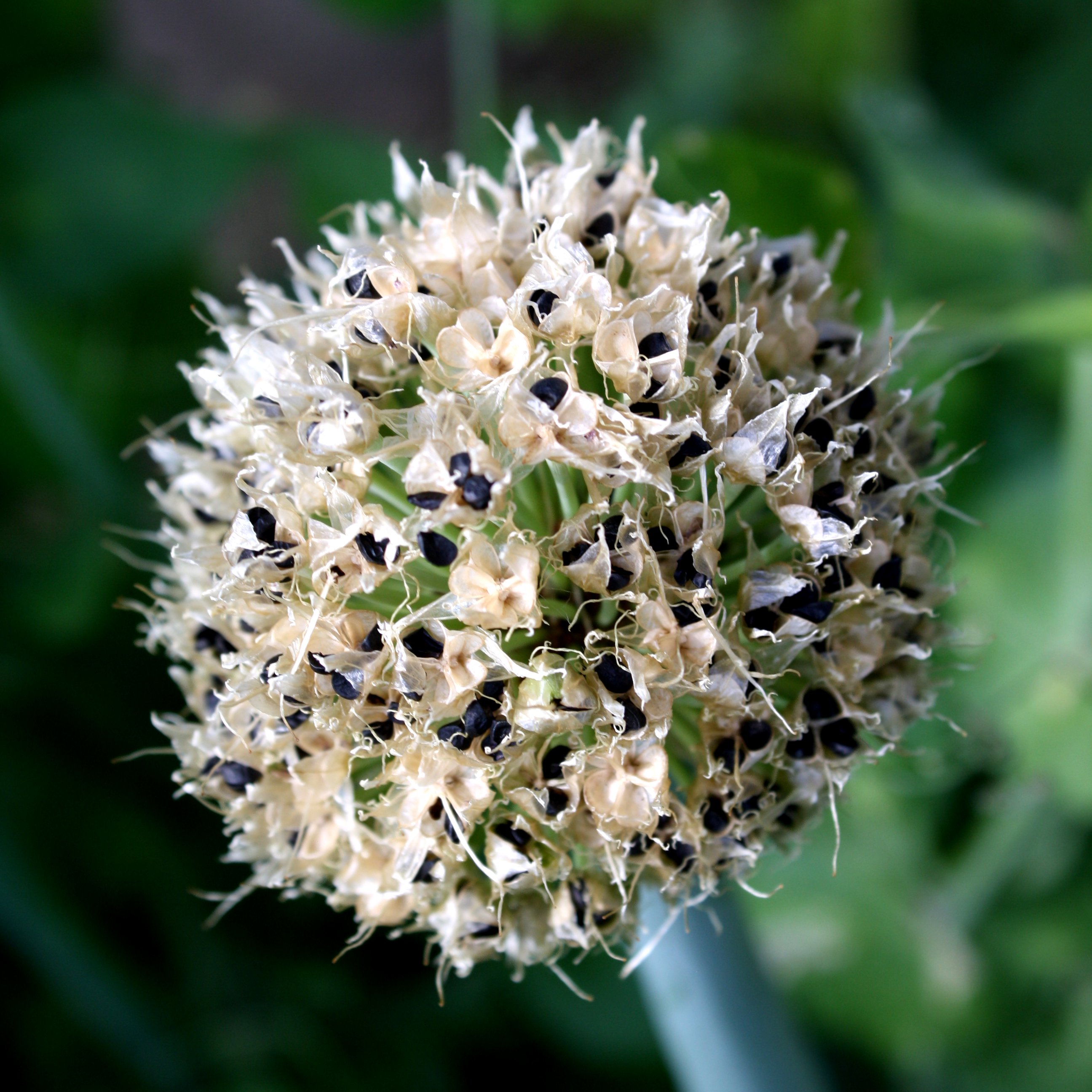Onion Seed Pod Picture Free Photograph Photos Public Domain Onion Seed Pod Picture Free Photograph Photos Public Domain