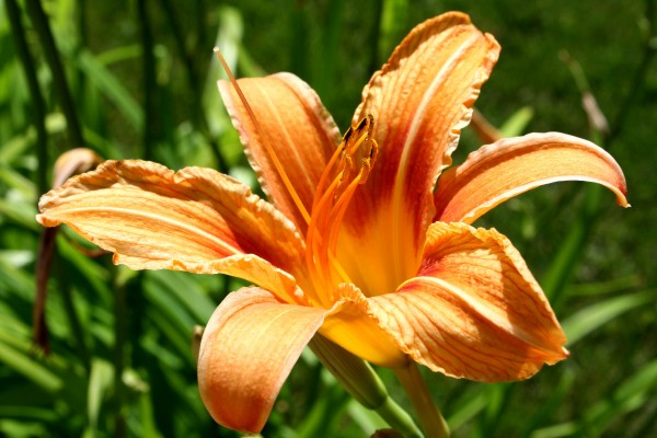 Orange Daylily Flower - Free High Resolution Photo