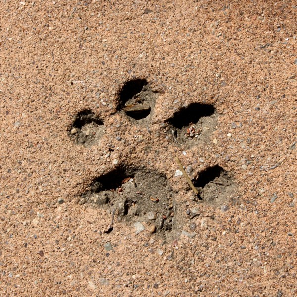 Paw Print in Cement - Free High Resolution Photo