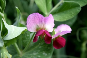 Pea Blossoms - Free High Resolution Photo