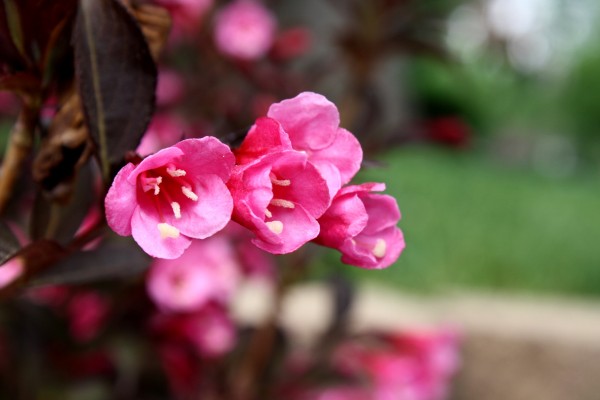 Pink Flowers on Weigela Wine and Roses Bush - Free High Resolution Photo