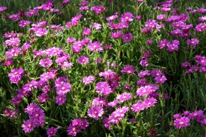 Pink Ice Plant Flowers (Delosperma cooperi) - Free High Resolution Photo