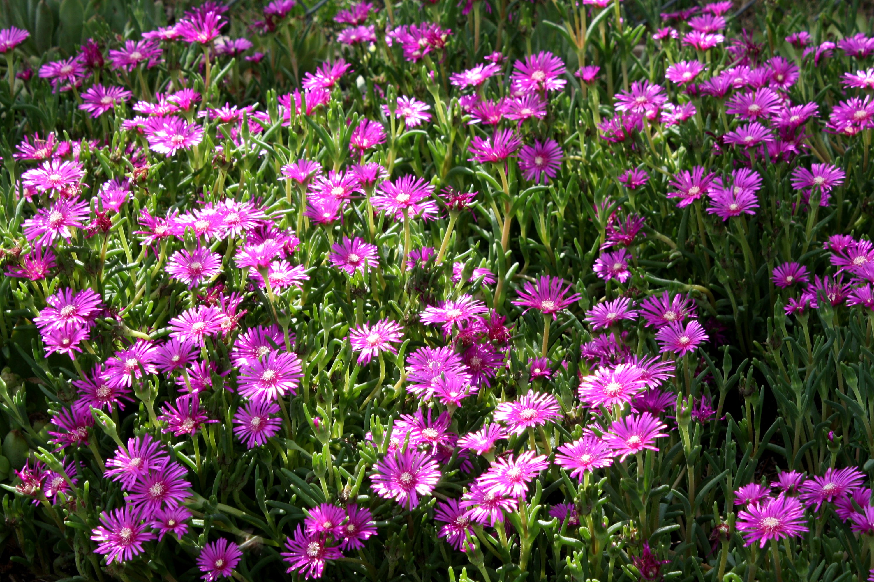 Pink Ice Plant Flowers Picture Free