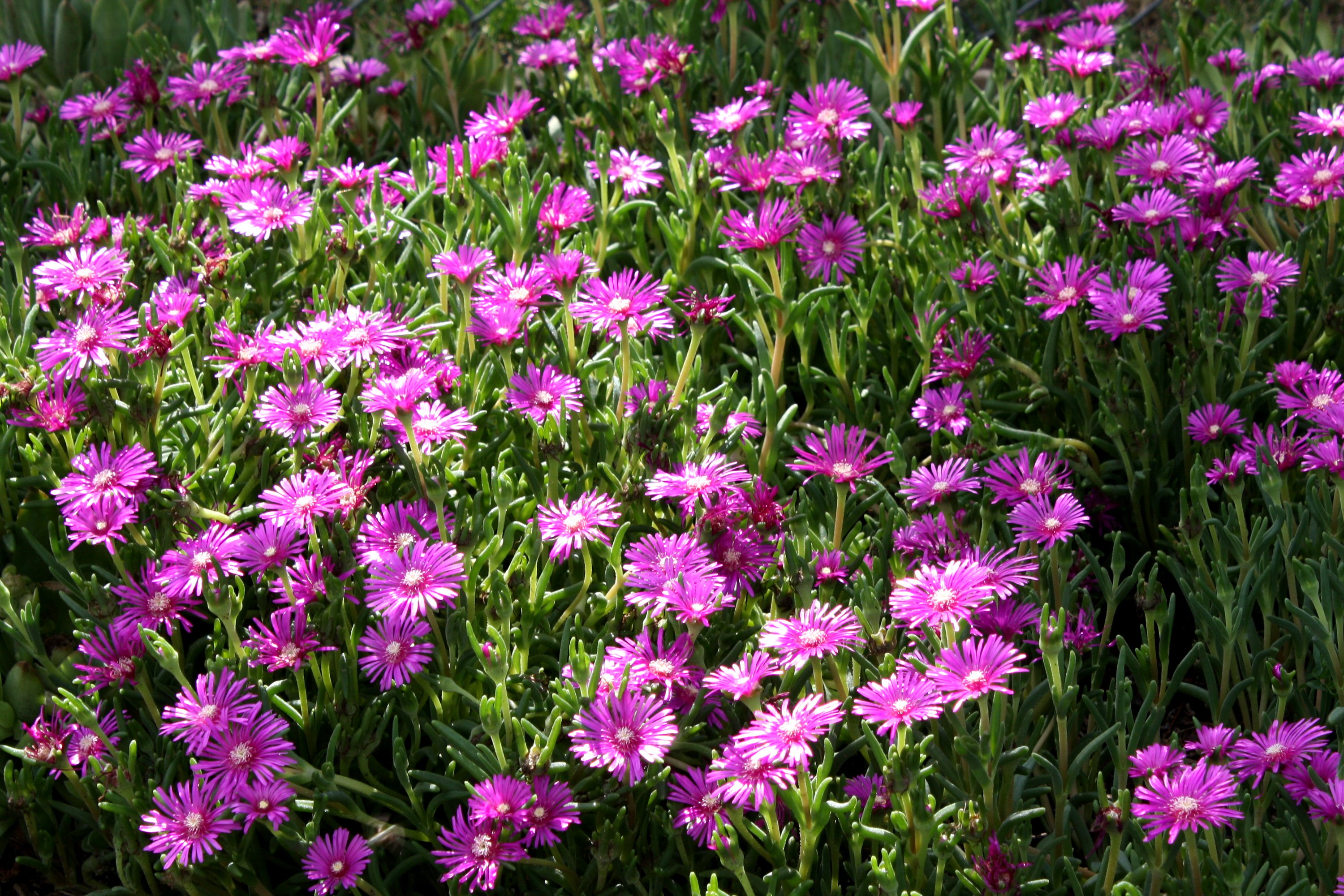 Pink Ice Plant Flowers Picture Free Photograph Photos Public Domain