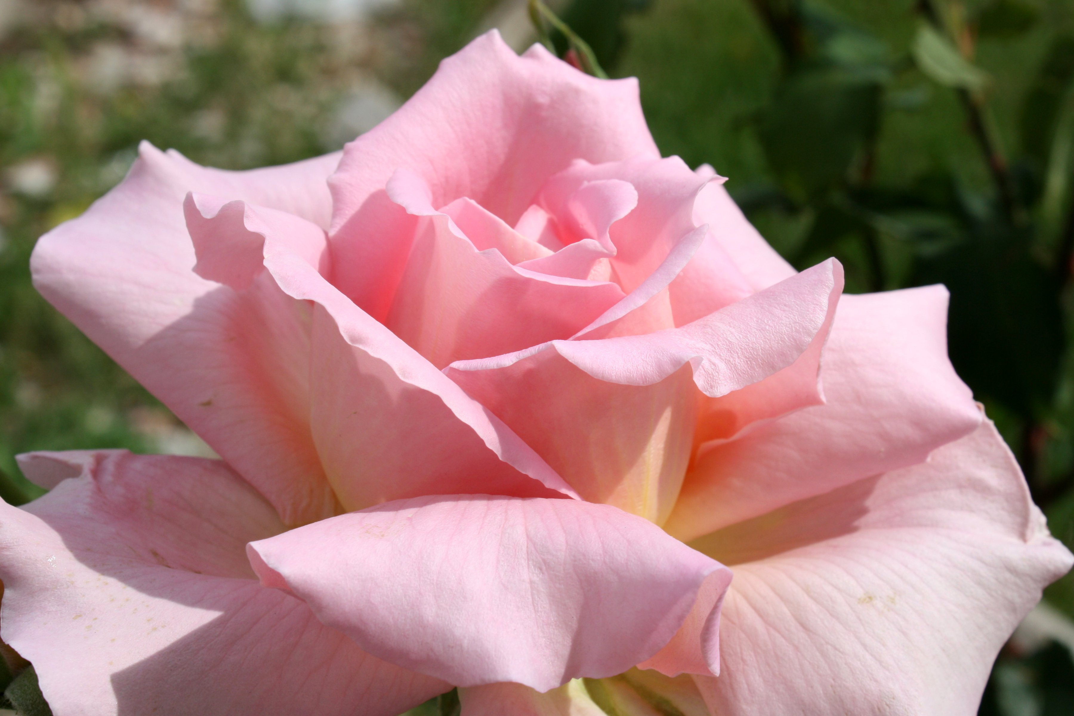 Pink Rose Close Up Picture Free Photograph Photos Public Domain